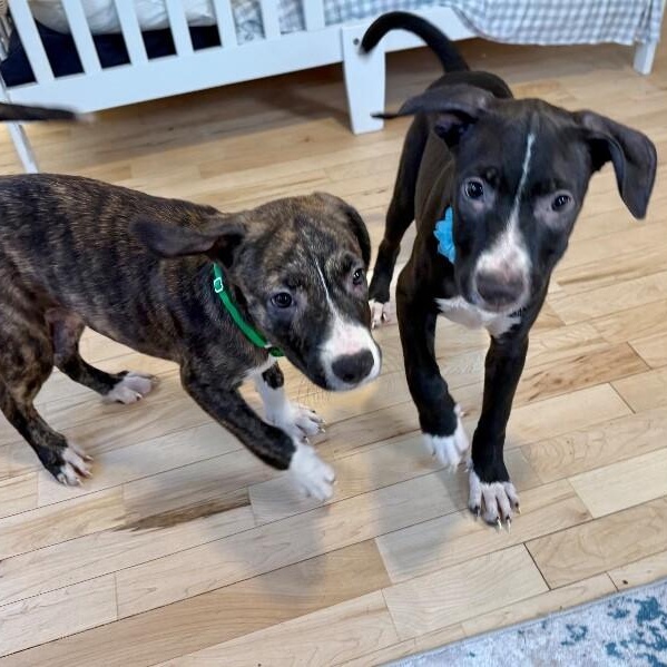 Wren Magnolia — thumbnail 4