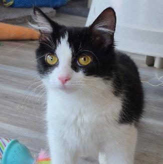 Peanut, Adopted, Adult Female Domestic Medium Hair.