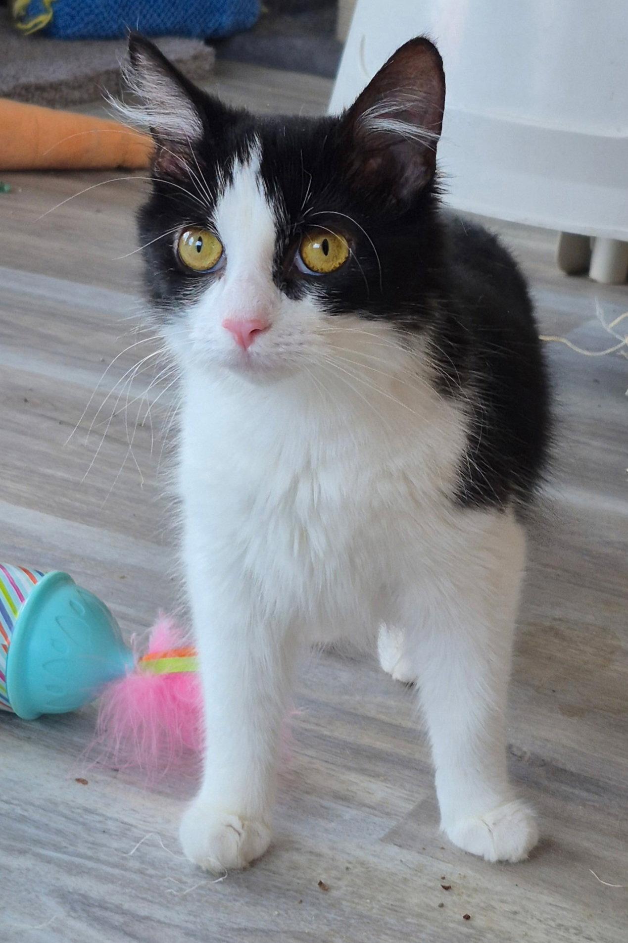 Enlarge Peanut, a Adopted Domestic Medium Hair in Greenfield, IN image 2/2
