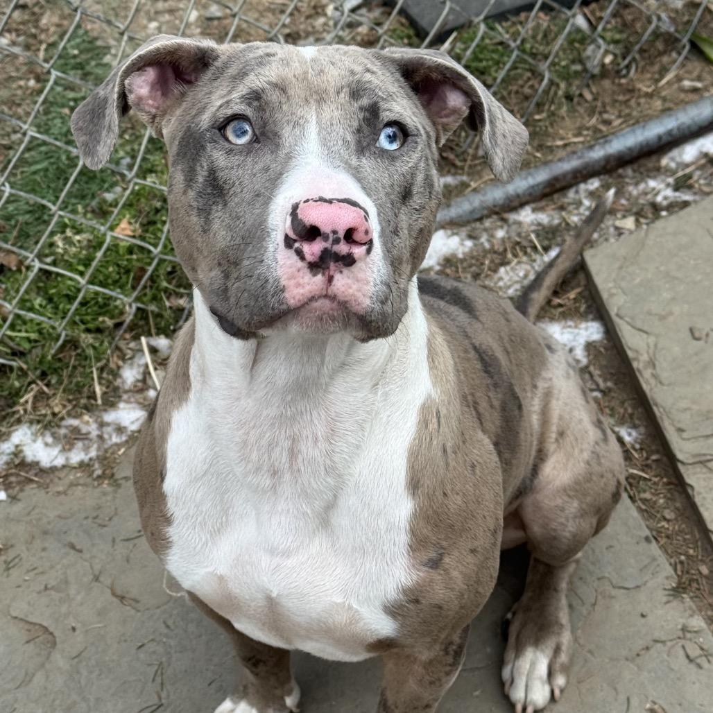 Eilish, adopted, Adult Female Mixed Breed.