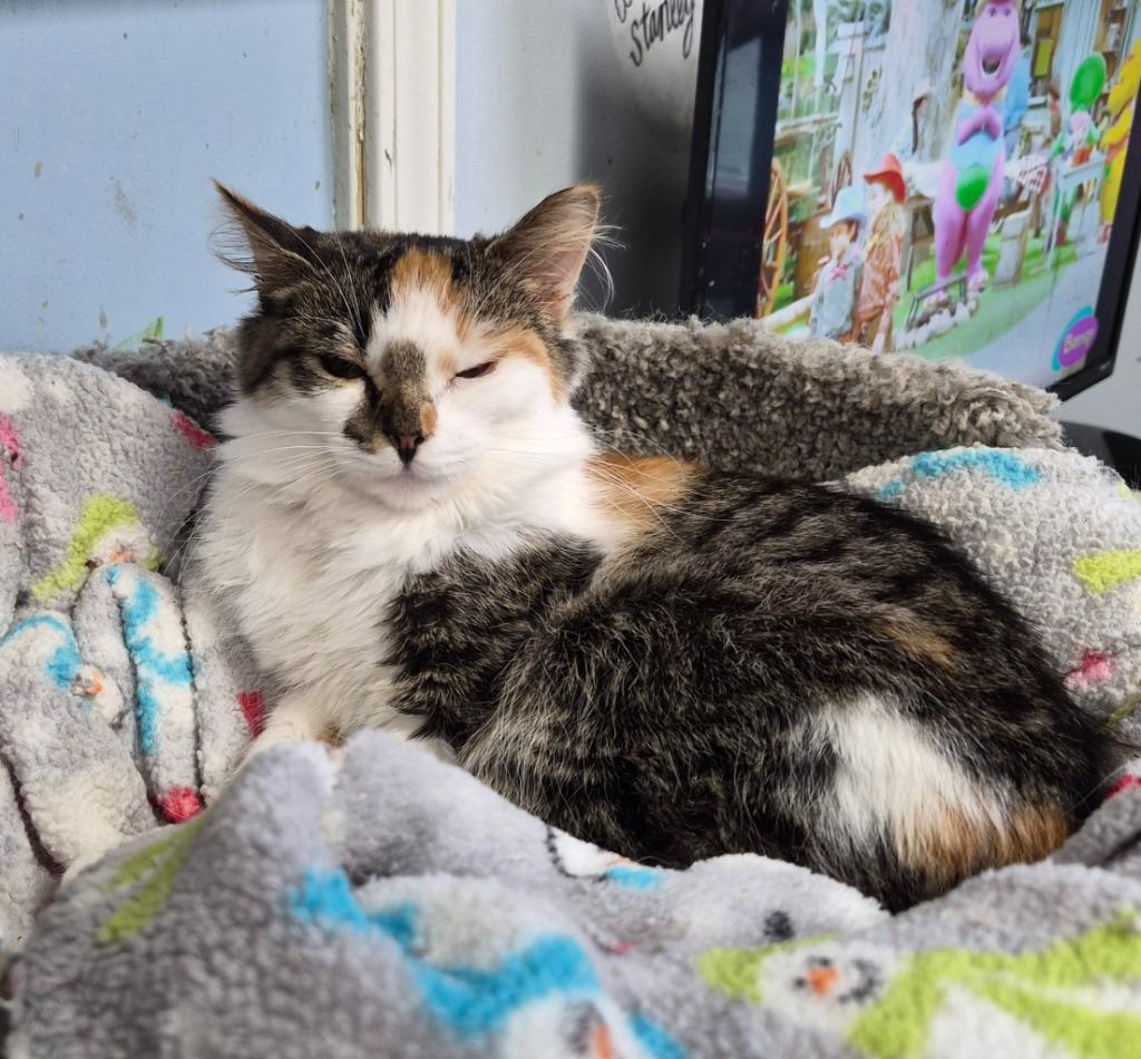 Ethanol, Adoptable, Young Female Domestic Short Hair.