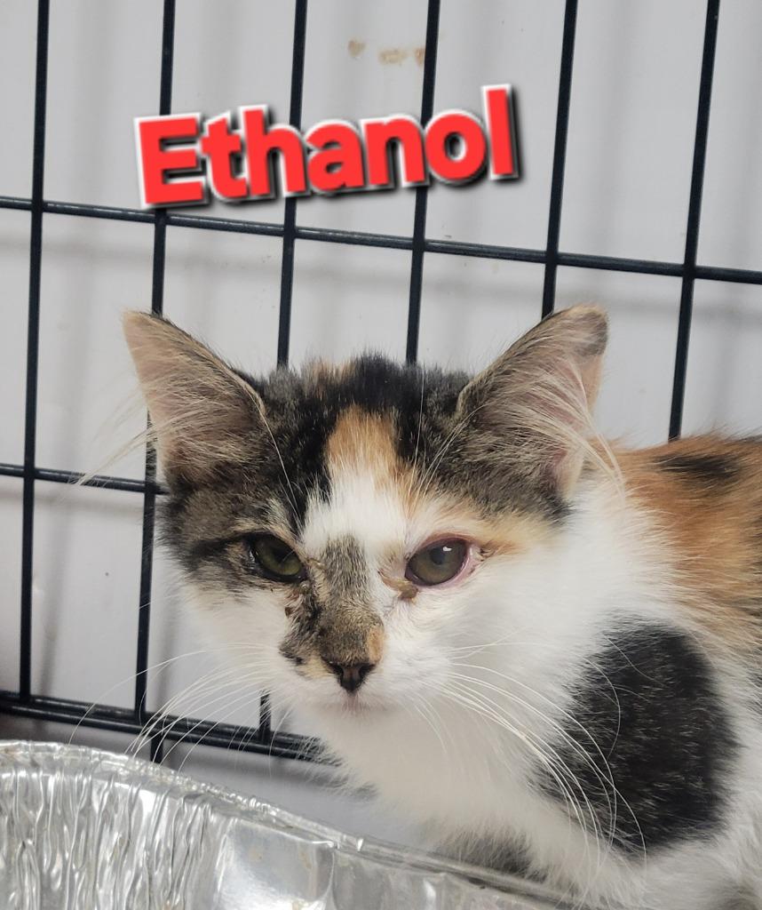 Enlarge Ethanol, a Adoptable mixed breed in Rome, GA image 1/3