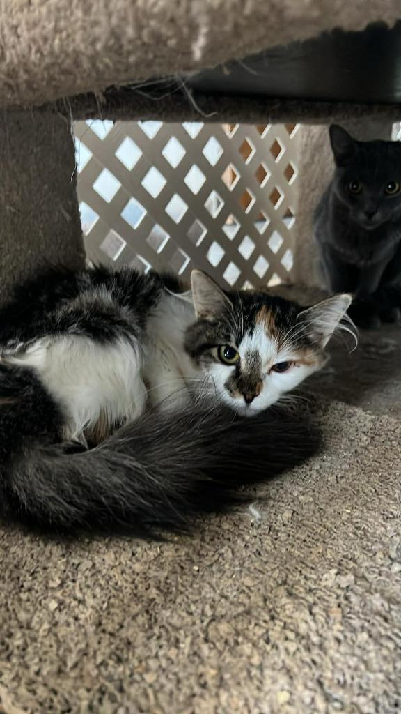 Enlarge Ethanol, a Adoptable mixed breed in Rome, GA image 2/3