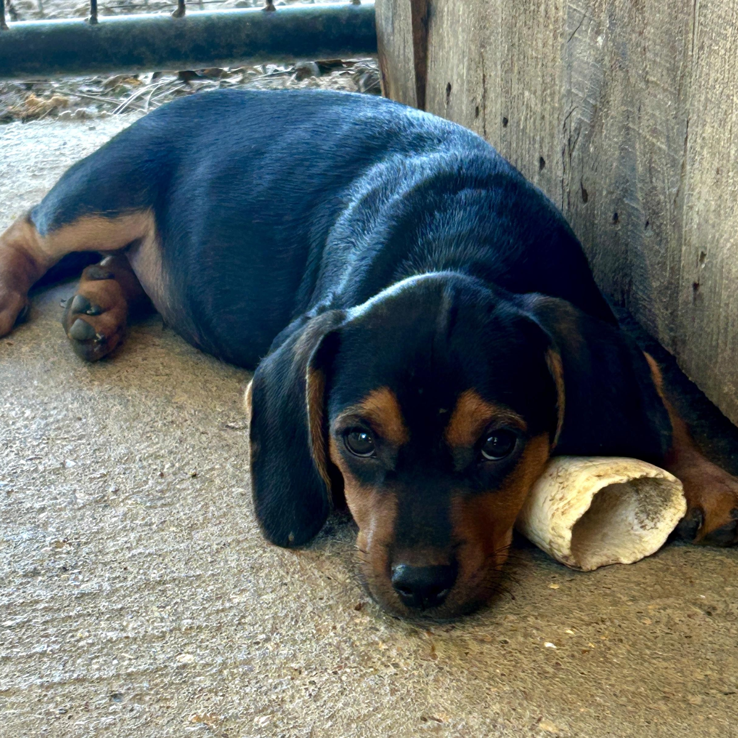 Enlarge Ross, a Adoptable mixed breed in Cromwell, CT image 2/4