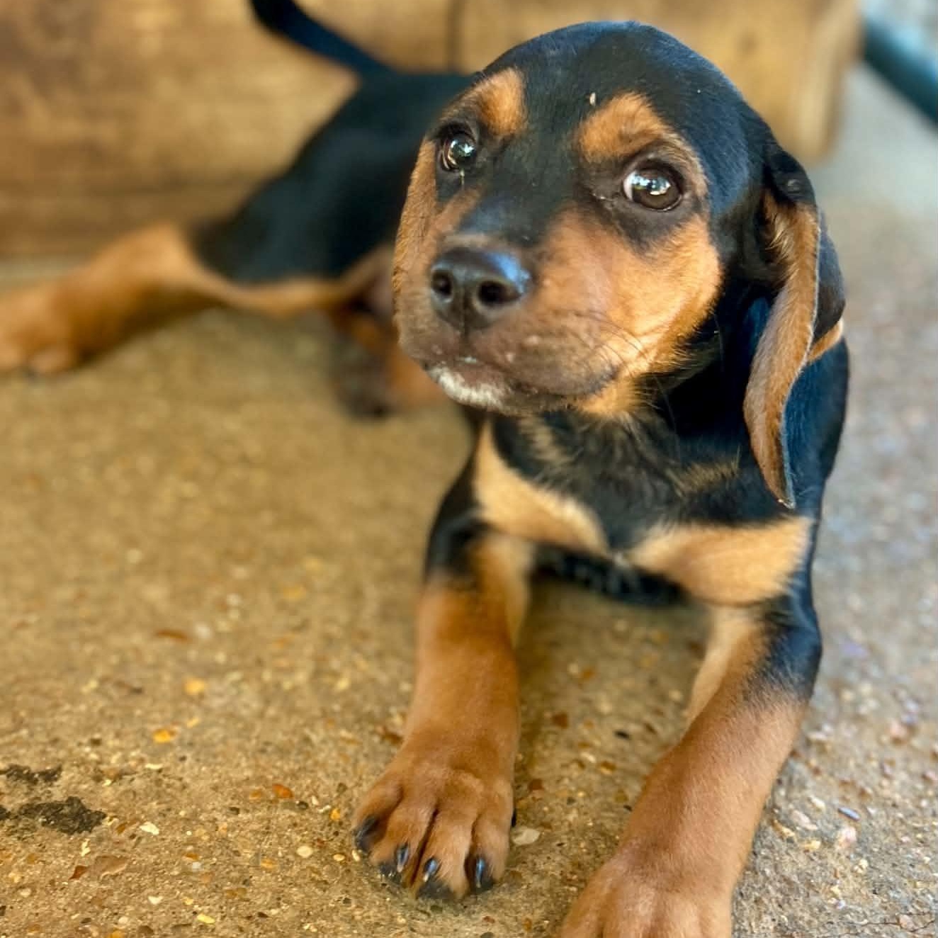 Ross, Adoptable, Puppy Male Beagle & Labrador Retriever.