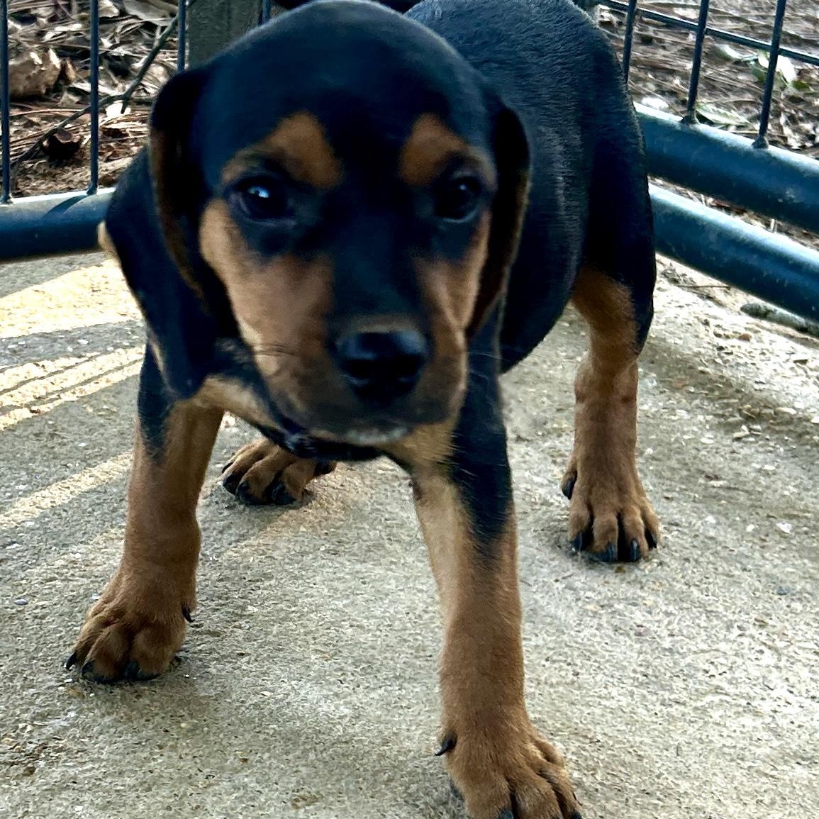 Enlarge Ross, a Adoptable mixed breed in Cromwell, CT image 3/4