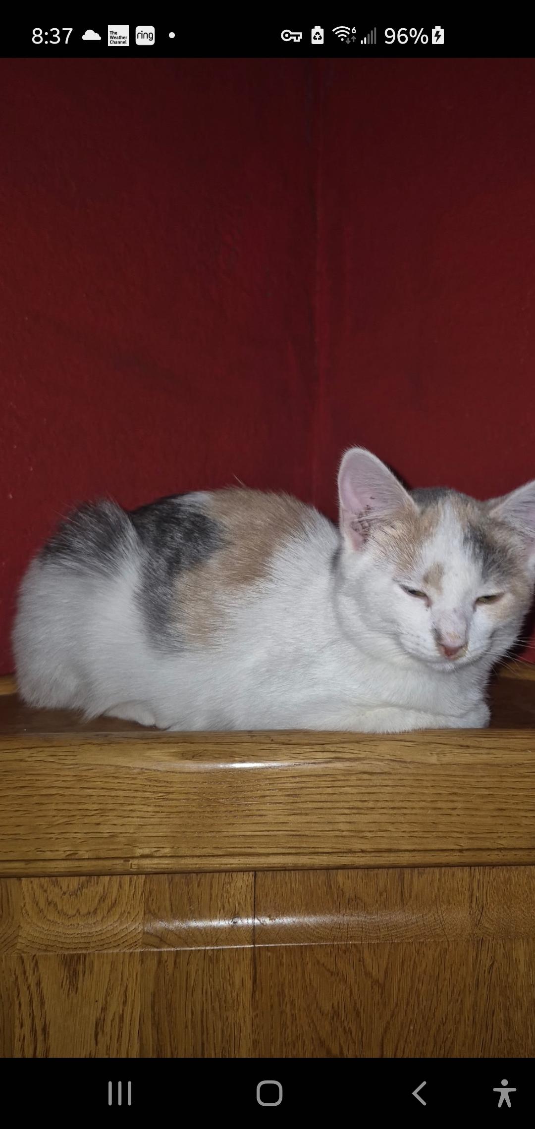 Karen, a ADOPTABLE Calico in Muncie, IN image 1/2
