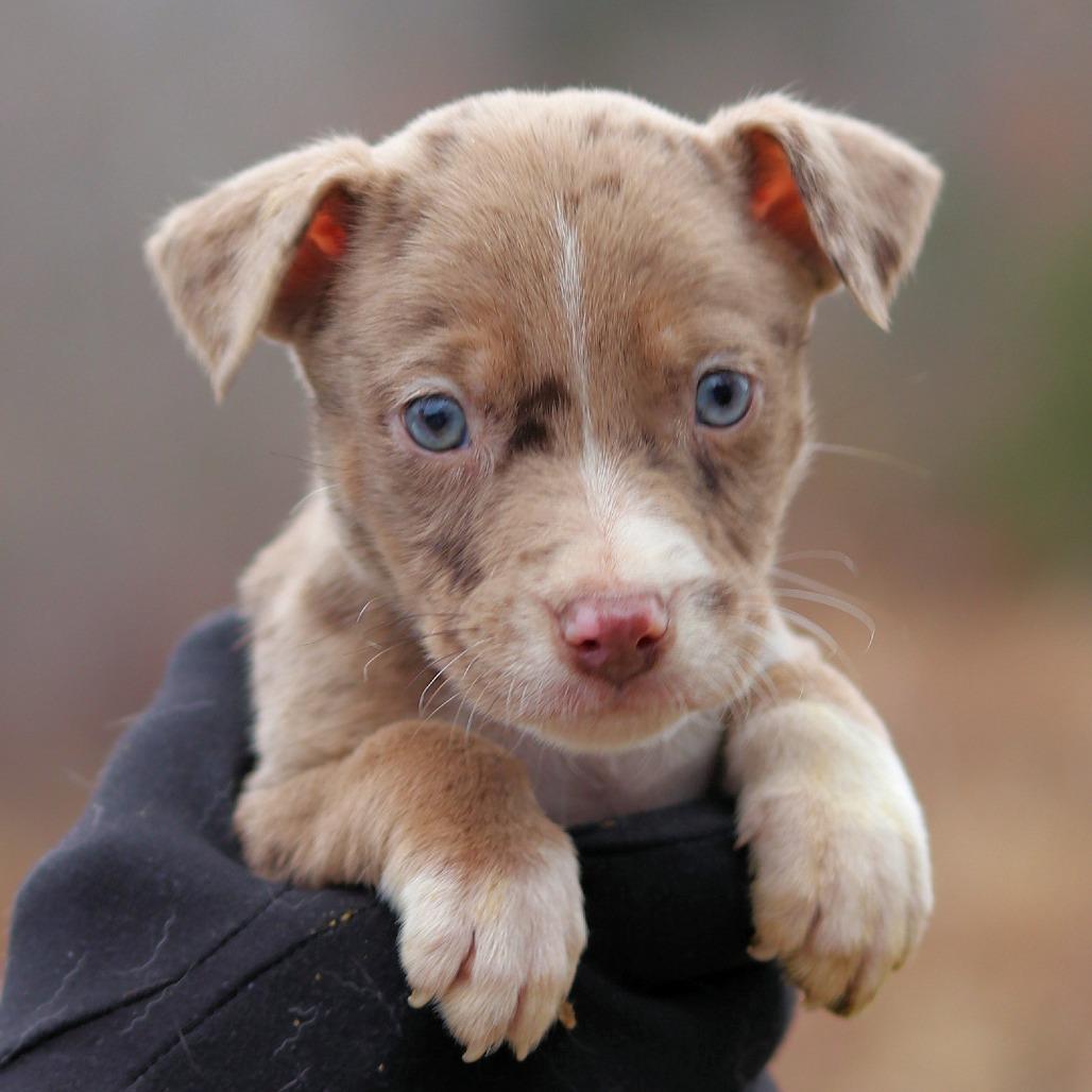 CT Jeb avail Dec 27, a Adoptable mixed breed in Stormville, NY image 1/4