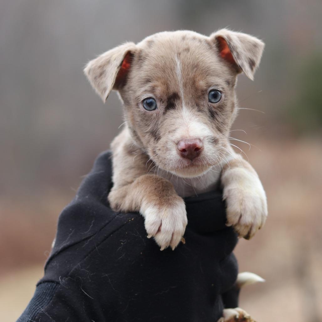 CT Jeb avail Dec 27, a Adoptable mixed breed in Stormville, NY image 2/4