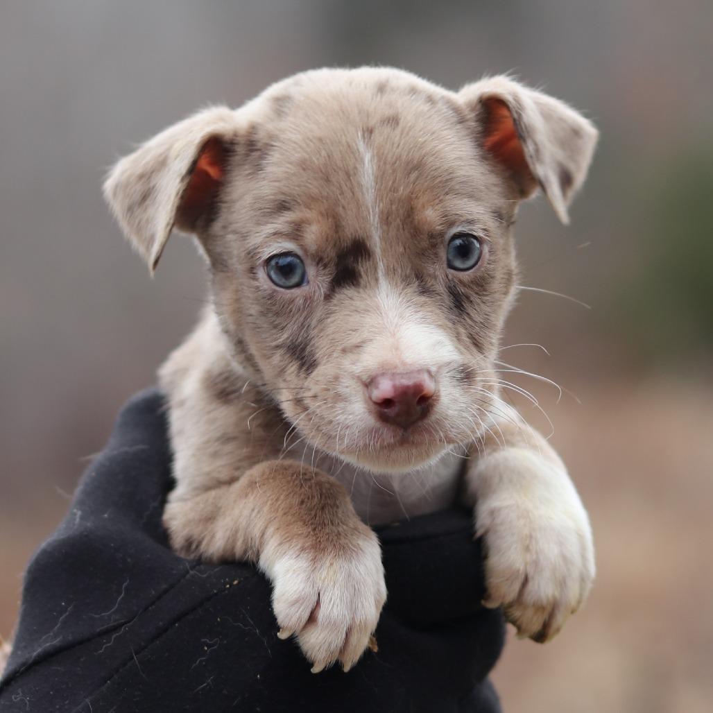 CT Jeb avail Dec 27, a Adoptable mixed breed in Stormville, NY image 3/4