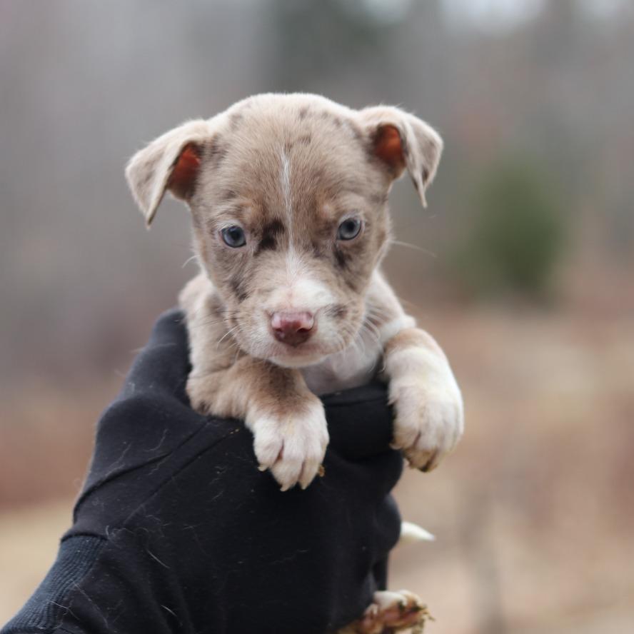 CT Jeb avail Dec 27, a Adoptable mixed breed in Stormville, NY image 4/4