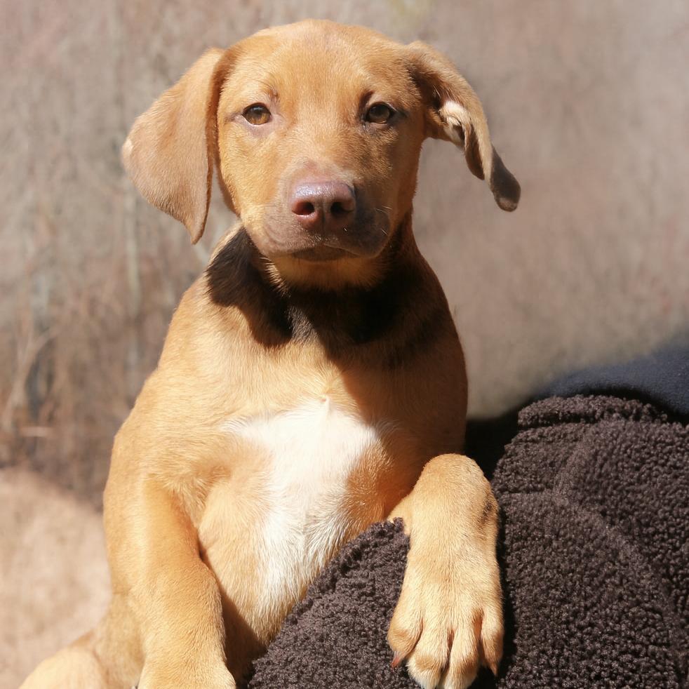 CT Bandit, Adoptable, Puppy Male Labrador Retriever & Mixed Breed.