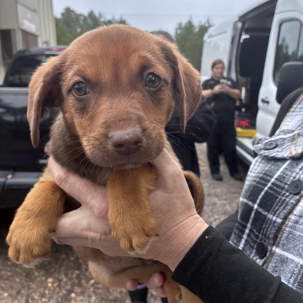 Enlarge CT Bandit, a Adoptable mixed breed in Stormville, NY image 4/6