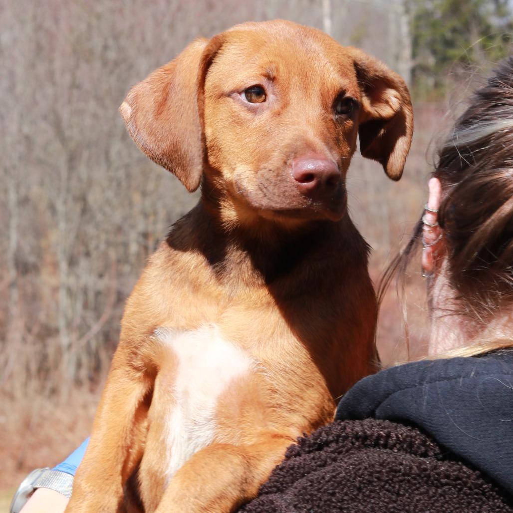 Enlarge CT Bandit, a Adoptable mixed breed in Stormville, NY image 6/6