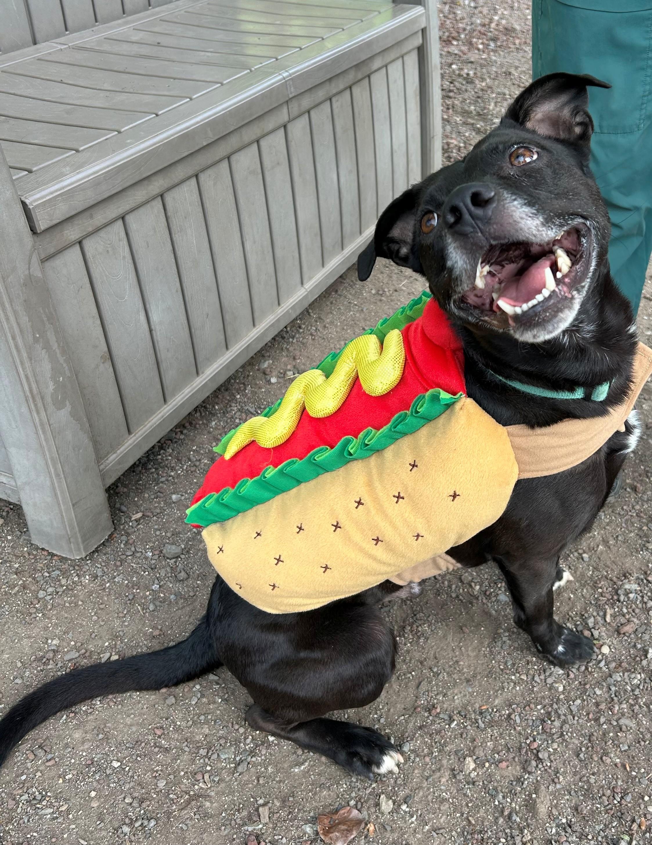 Nacho, ADOPTABLE, Adult Male Staffordshire Bull Terrier.