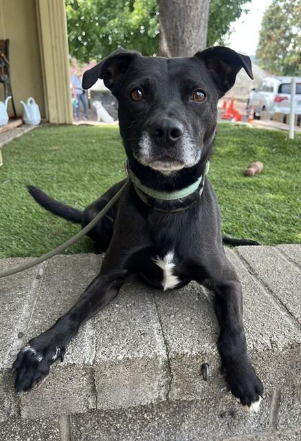 Nacho, a ADOPTABLE mixed breed in Phoenix, OR image 5/6
