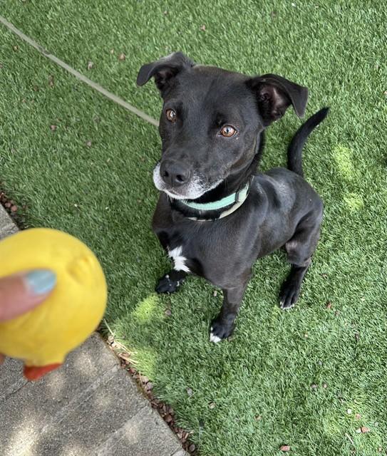 Nacho, a ADOPTABLE mixed breed in Phoenix, OR image 2/6