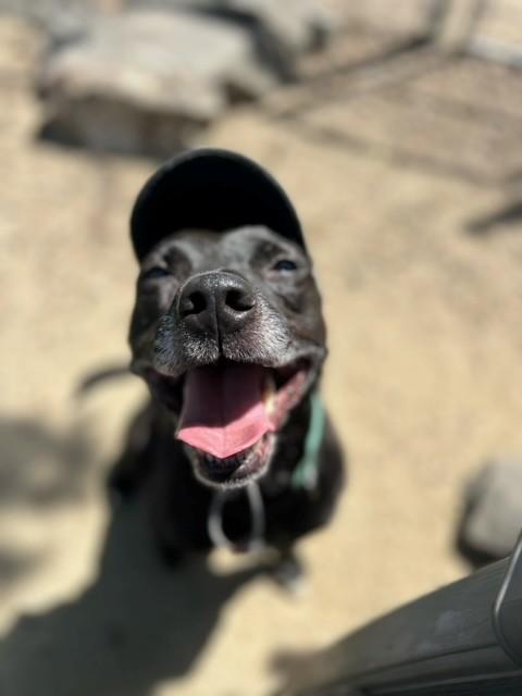 Nacho, a ADOPTABLE mixed breed in Phoenix, OR image 3/6