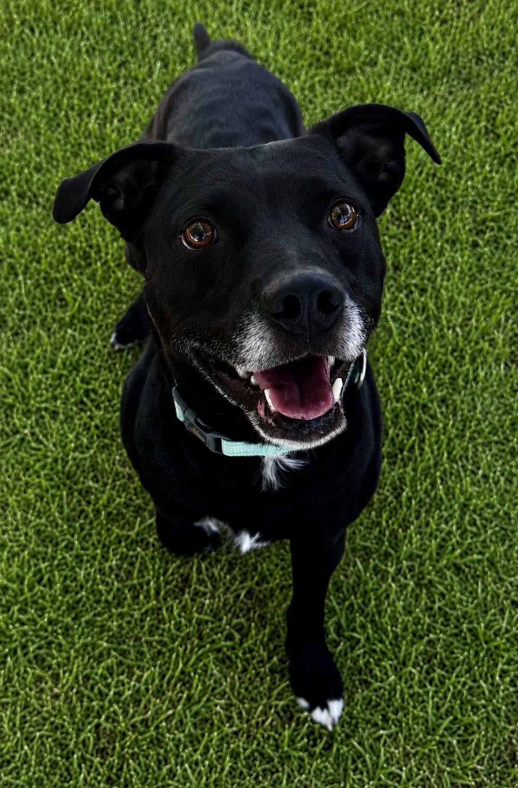 Nacho, a ADOPTABLE mixed breed in Phoenix, OR image 6/6