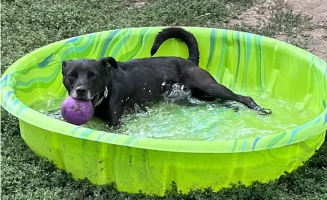 Nacho, a ADOPTABLE mixed breed in Phoenix, OR image 4/6