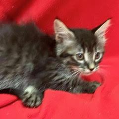 McMuffin, Baby Female unknown