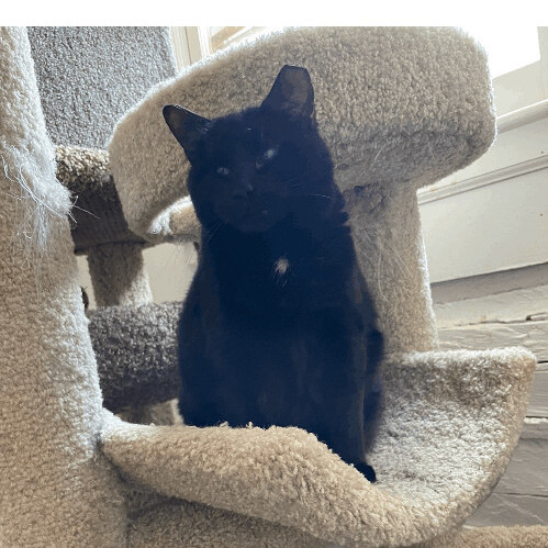 Enlarge Cate, a Adoptable Domestic Short Hair in Greensboro, NC image 1/1