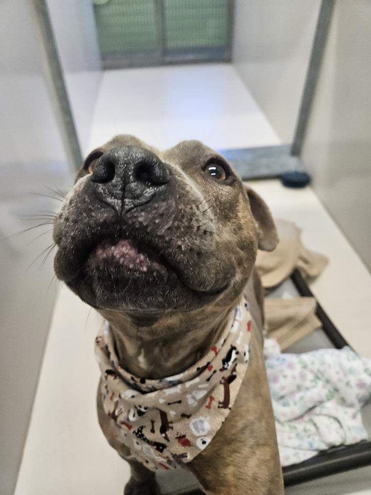 Enlarge Teresa, a Adoptable mixed breed in Leadville, CO image 1/6