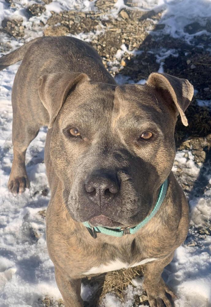 Teresa, Adoptable, Adult Female Mixed Breed.