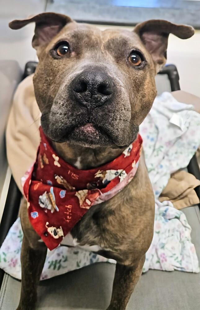 Enlarge Teresa, a Adoptable mixed breed in Leadville, CO image 3/6