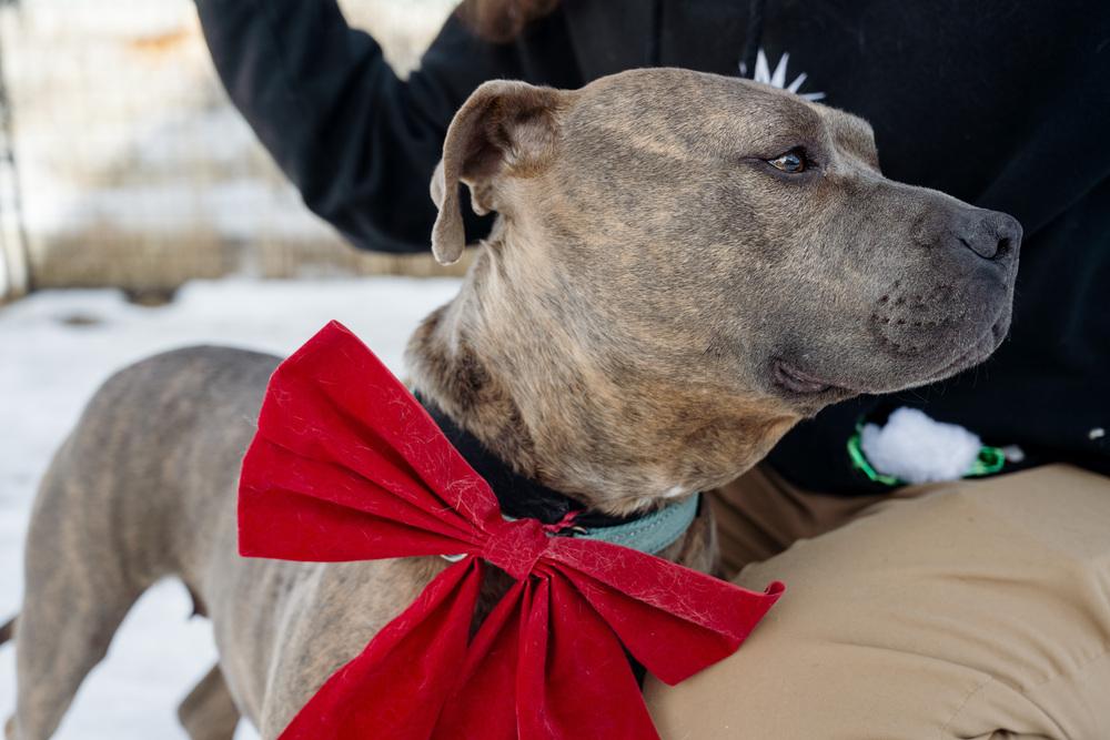 Enlarge Teresa, a Adoptable mixed breed in Leadville, CO image 4/6