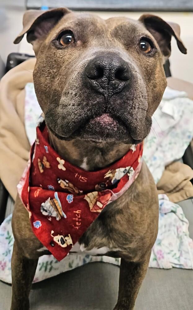 Enlarge Teresa, a Adoptable mixed breed in Leadville, CO image 5/6