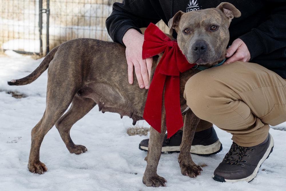 Enlarge Teresa, a Adoptable mixed breed in Leadville, CO image 6/6