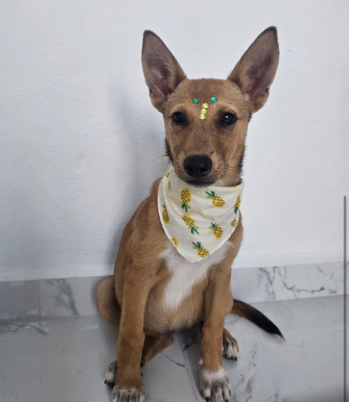 Lucky Lou Lou thumbnail 3