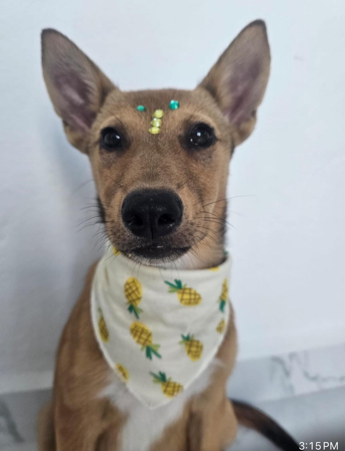 Lucky Lou Lou photo 1