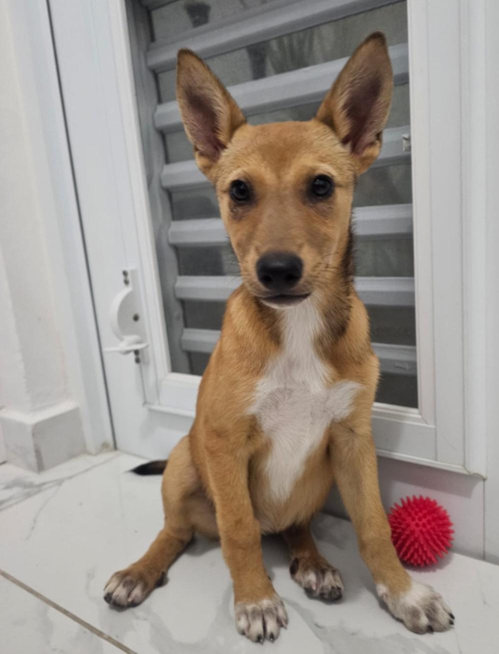 Lucky Lou Lou thumbnail 2