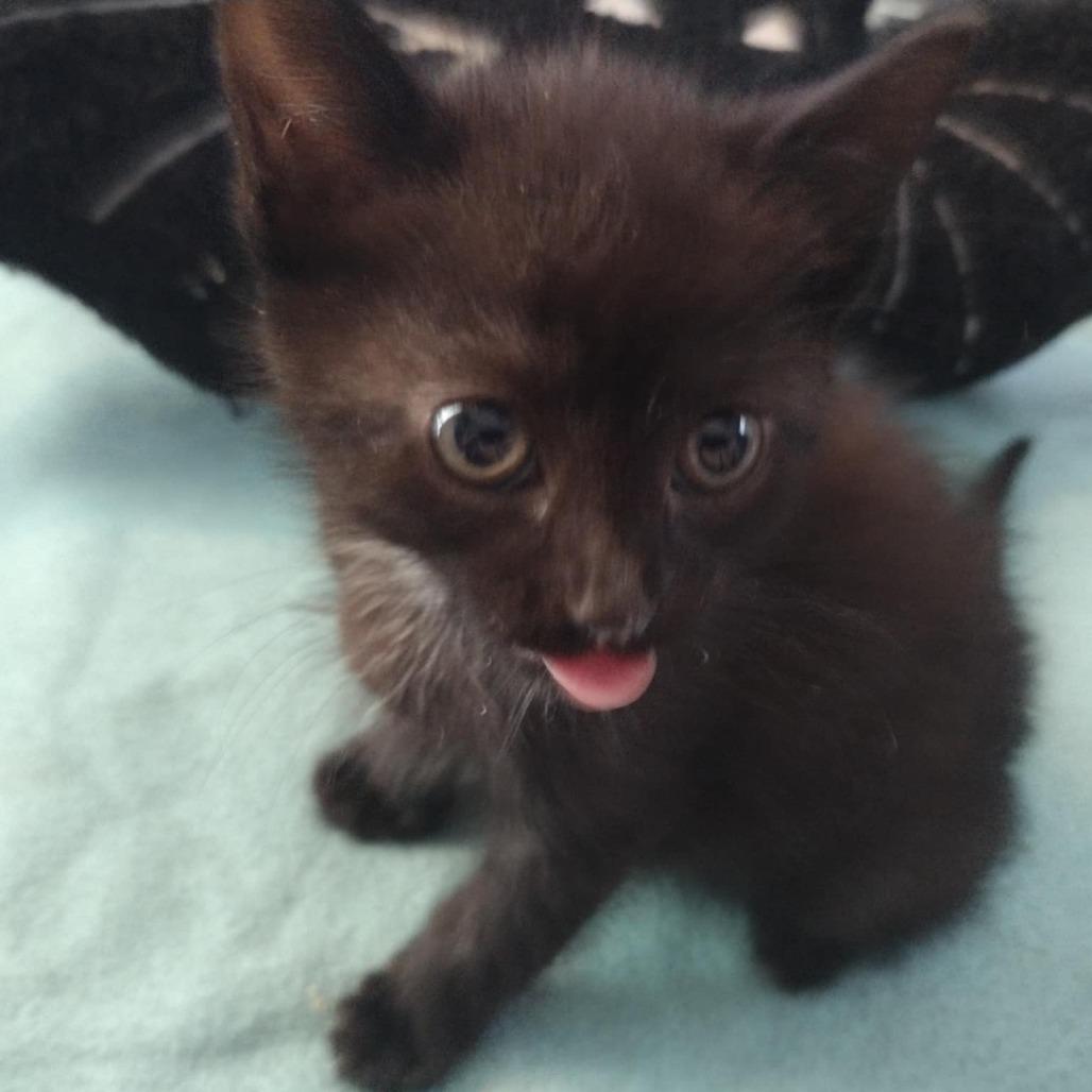 Lycoris, a Adoptable Domestic Short Hair in Winchester, VA image 1/2