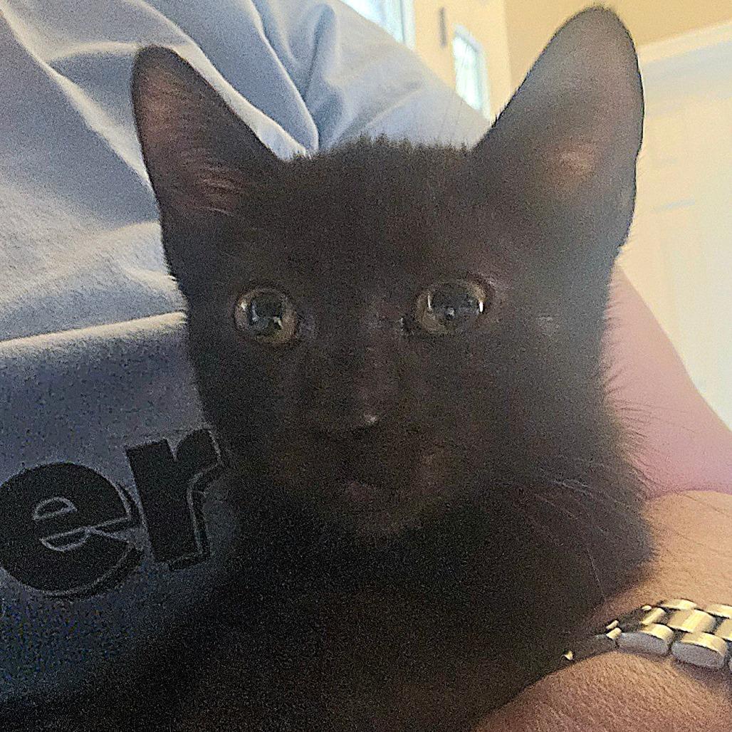 Lycoris, a Adoptable Domestic Short Hair in Winchester, VA image 2/2