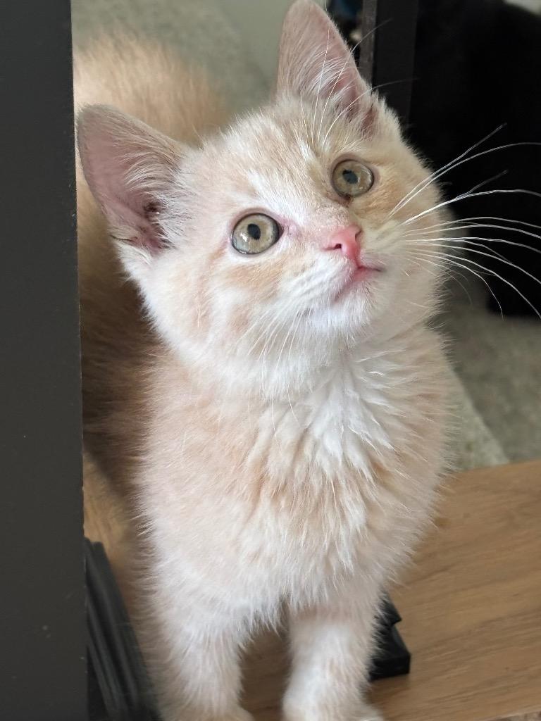 Enlarge Davey, a Adoptable mixed breed in Olathe, KS image 1/4