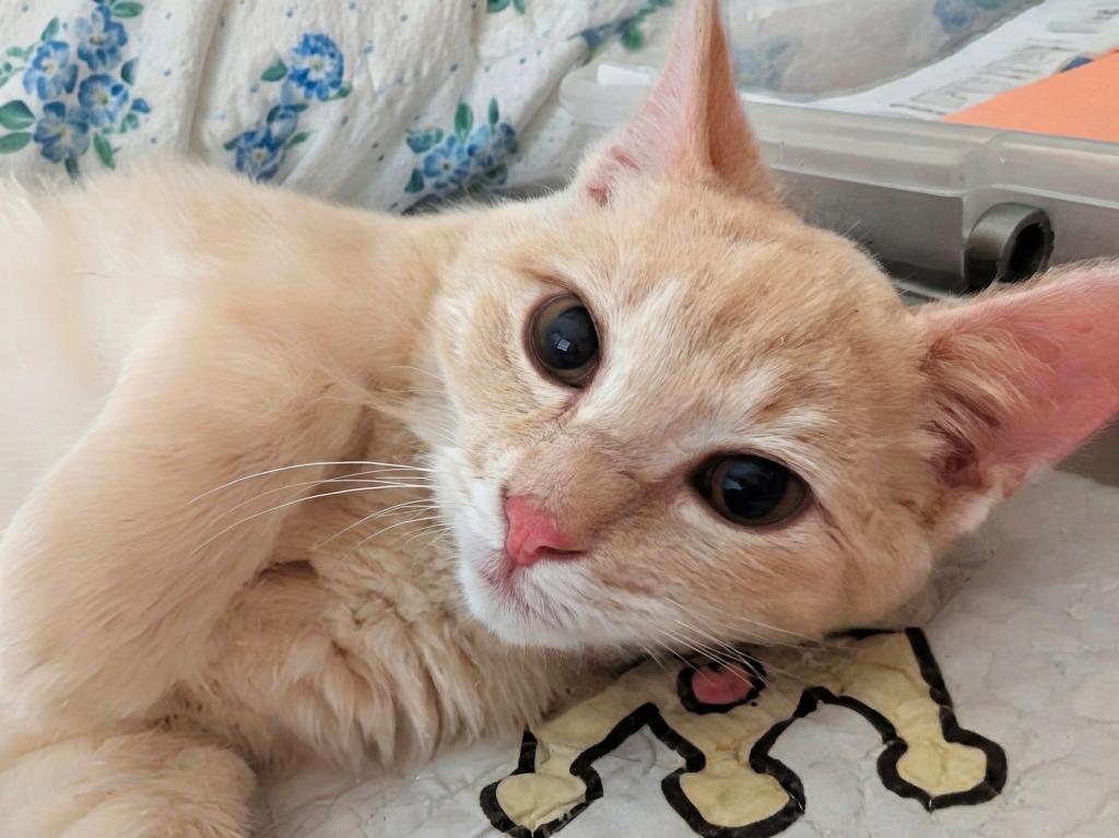 Enlarge Davey, a Adoptable mixed breed in Olathe, KS image 1/4