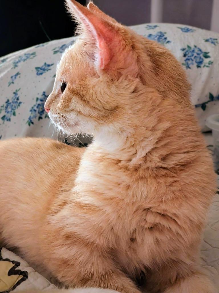 Enlarge Davey, a Adoptable mixed breed in Olathe, KS image 2/4