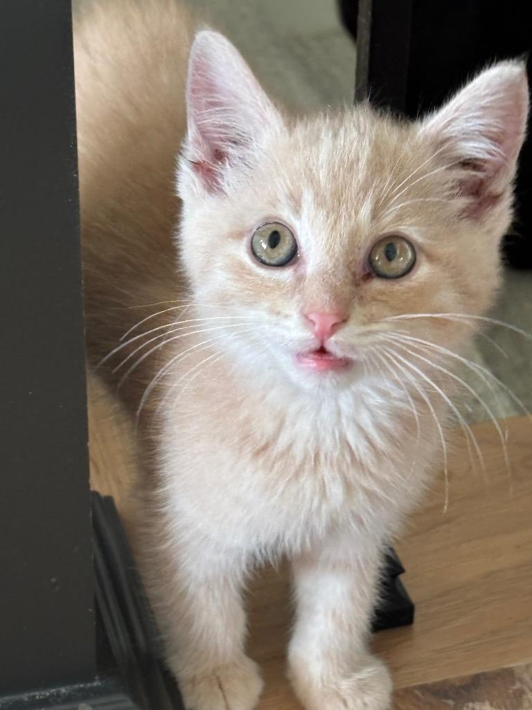 Enlarge Davey, a Adoptable mixed breed in Olathe, KS image 4/4
