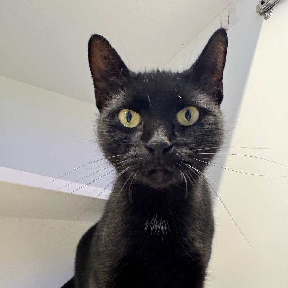 Enlarge Millie, a Adoptable Domestic Short Hair in Wantagh, NY image 1/5