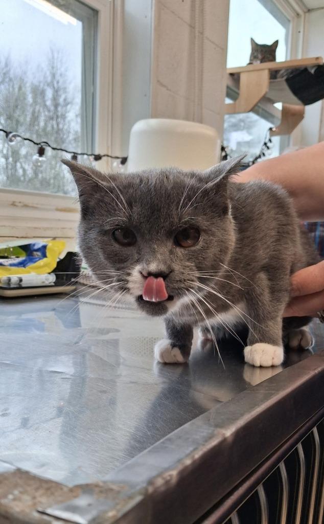 Ivy, Adoptable, Kitten Female Domestic Medium Hair.