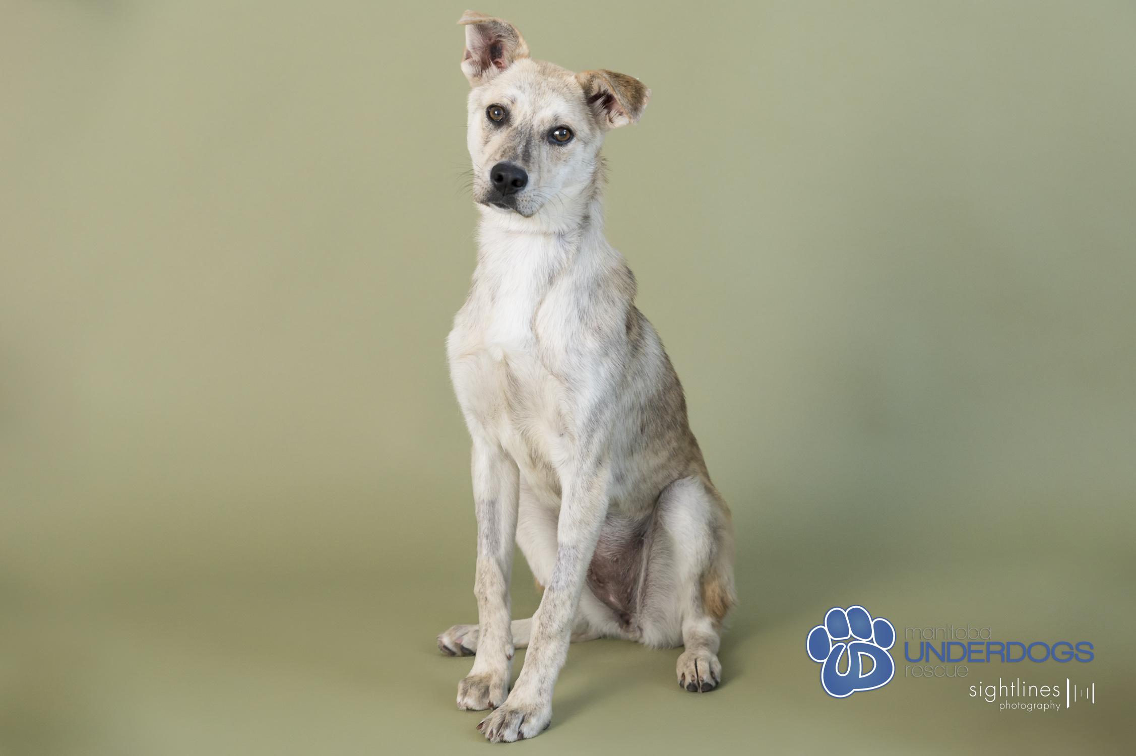 Yara, an adoptable Husky, Labrador Retriever in Winnipeg, MB, R2M 2K2 | Photo Image 1