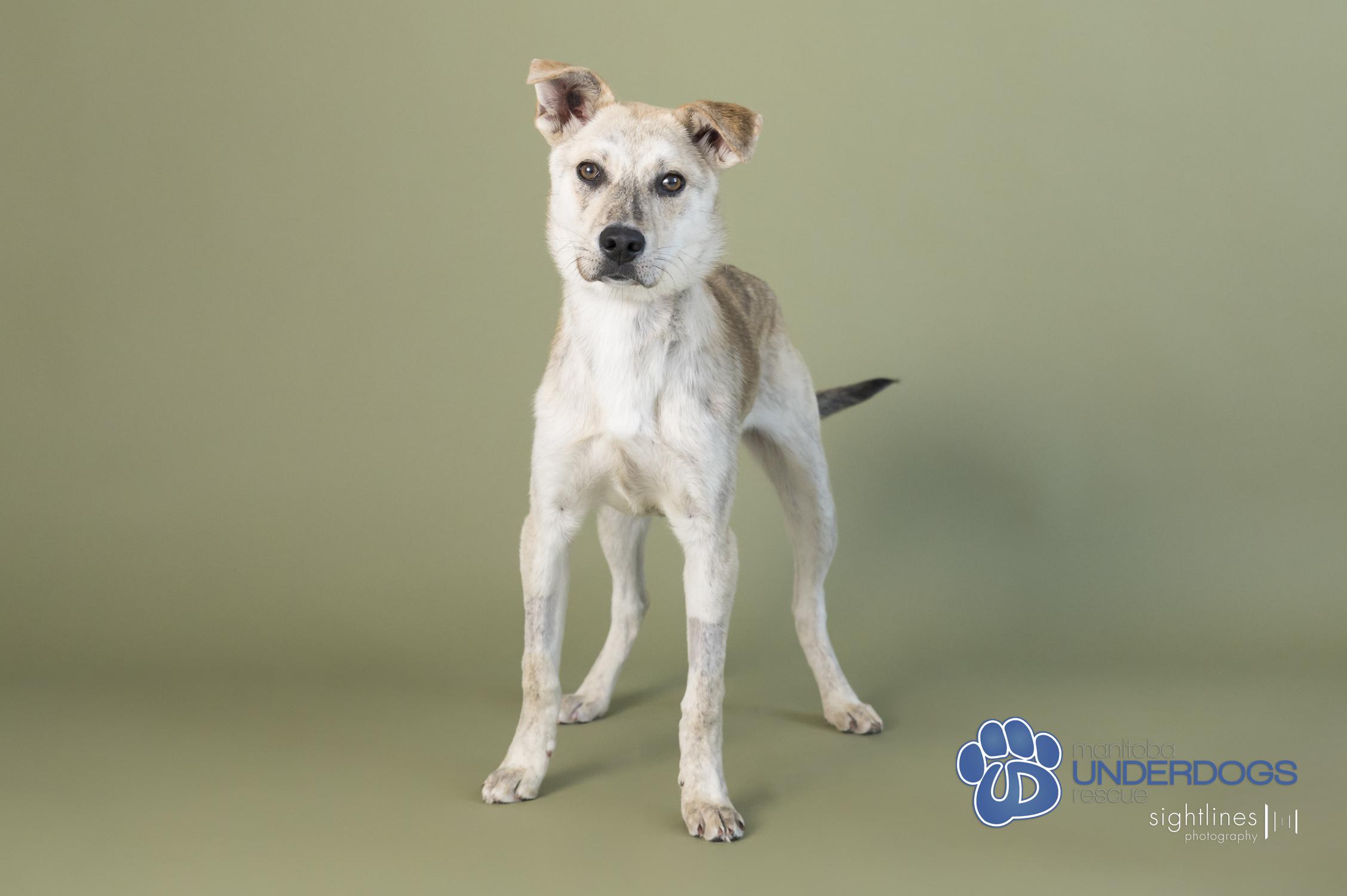 Yara, an adoptable Husky, Labrador Retriever in Winnipeg, MB, R2M 2K2 | Photo Image 4