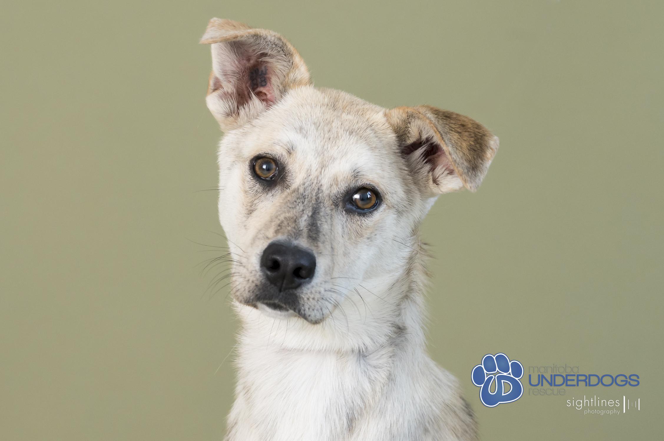 Yara, an adoptable Husky, Labrador Retriever in Winnipeg, MB, R2M 2K2 | Photo Image 2