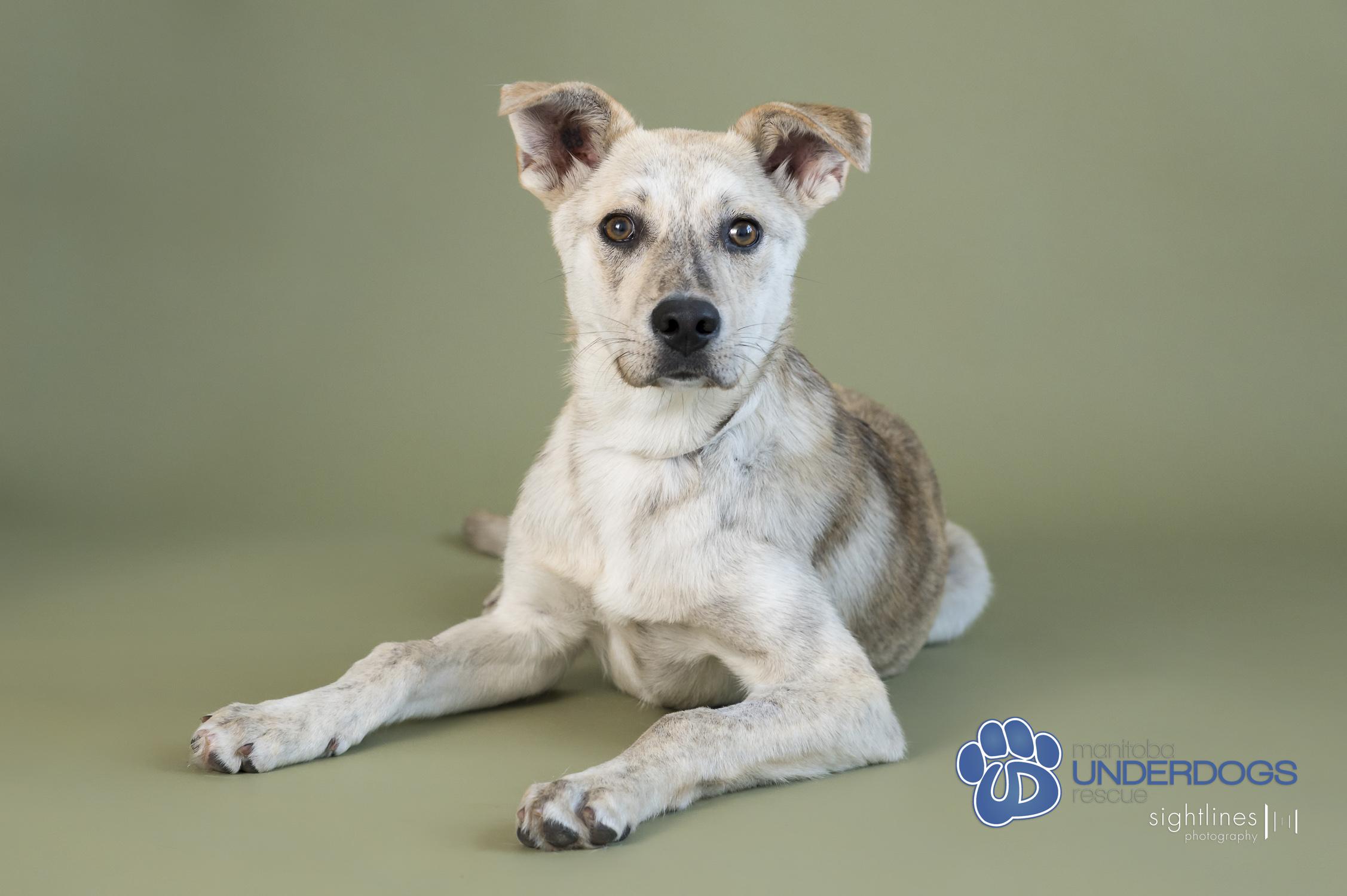 Yara, an adoptable Husky, Labrador Retriever in Winnipeg, MB, R2M 2K2 | Photo Image 3