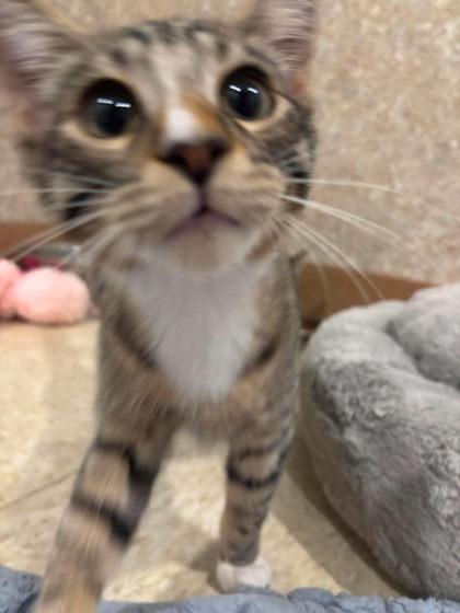 Beans, Adoptable, Kitten Male Domestic Short Hair & Domestic Short Hair.
