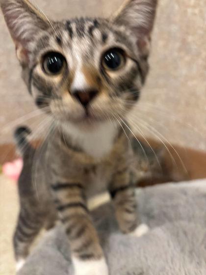 Enlarge Beans, a Adoptable mixed breed in Scottsbluff, NE image 2/3