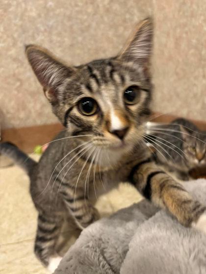 Enlarge Beans, a Adoptable mixed breed in Scottsbluff, NE image 3/3